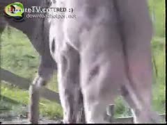Amateur beastiality fetish movie captures the pont of time a donkey acquires a furious hardon